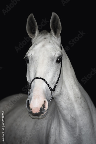 close up portrait of stunning grey holstein gelding horse in show bridle isolated on black background