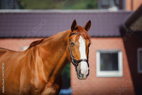 closeup portrait of stunning chestnut budyonny gelding horse in brown bridle near stable
