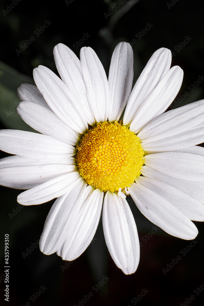 flower, nature, flowers flower, nature, flowers