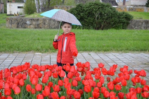 A baby in a bright red jacket and holding an umbrella stands by a flower bed with beautiful scarlet tulips. © KKristin