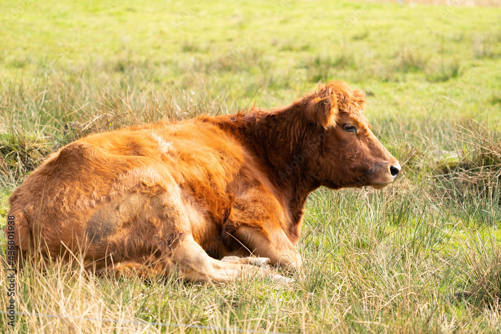 Red angus cow head, the cow lies relaxed in a green Dutch meadow Red angus cow head, the cow lies relaxed in a green Dutch meadow