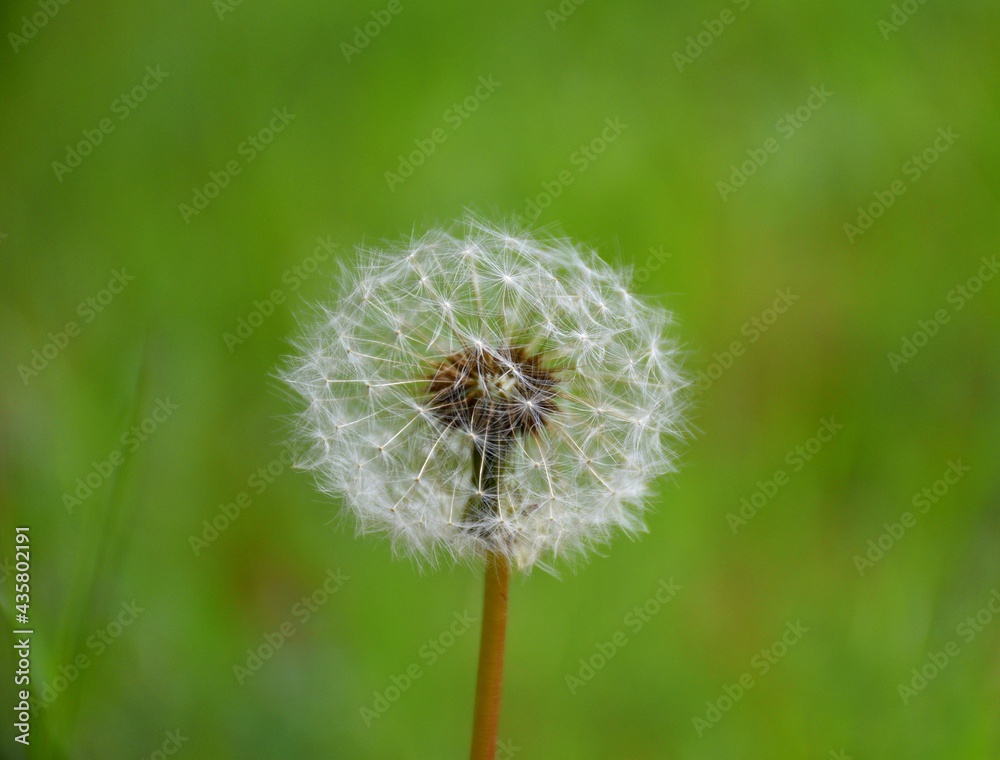 Obraz premium Dandelion seeds about to be released from the plant. Macro photo with background view in sunny day.