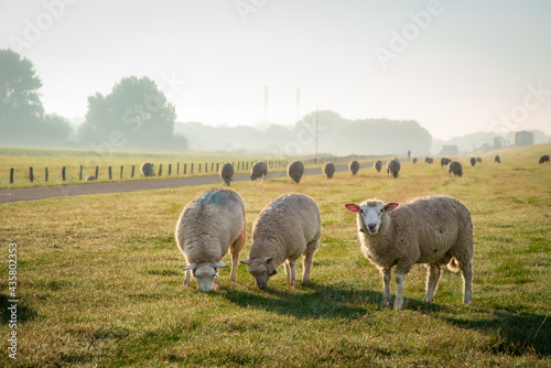 Morgens am Elbdeich in Wedel (bei Hamburg)