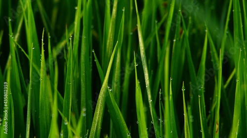 Macro Green leaves with dew drops in the morning