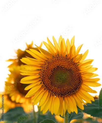 Bright blooming sunflowers against a light sky with a place for text. Summer landscape