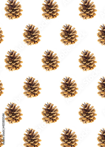 black pine cone on a white background