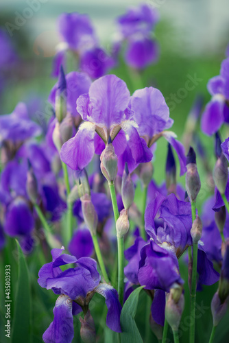 Photo of a blooming bush of blue irises.