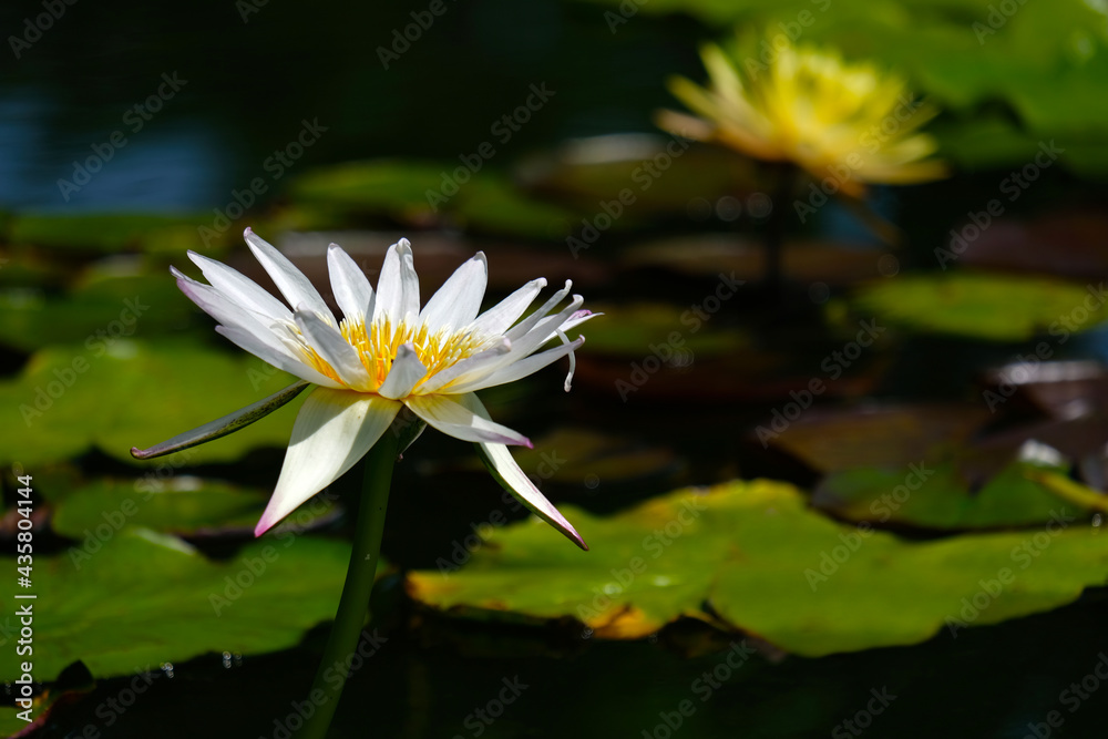 White water lilies and nature in swamps White water lilies and nature in swamps