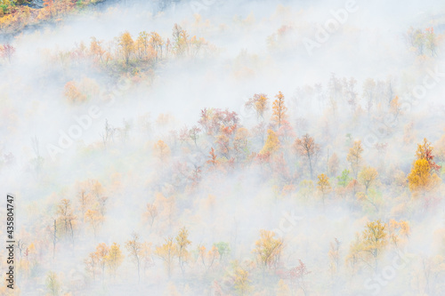 Mist at forest with autumn colors © Mikael