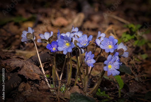 bright blue spring flowers
