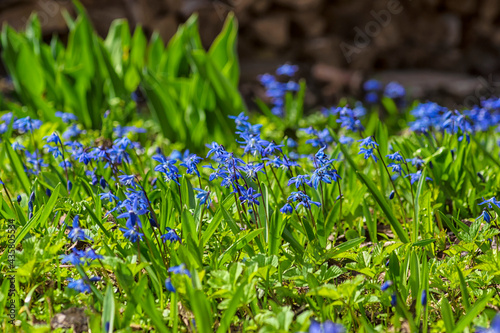 group of bright blue spring flowers
