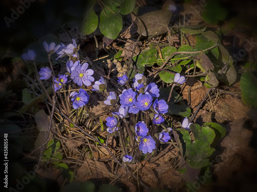 group of bright blue spring flowers