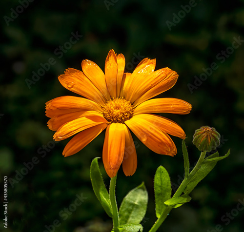 Calendula flower