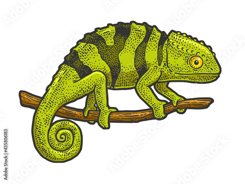 Chameleon lizard color line art sketch engraving vector illustration. T-shirt apparel print design. Scratch board imitation. Black and white hand drawn image.
