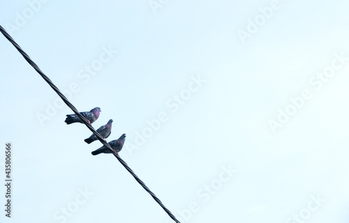 Three city doves, common feral pigeons, small group of birds sitting on an electric power line, simple minimal abstract background, clear blue sky, copy space, minimalistic postcard format, nobody