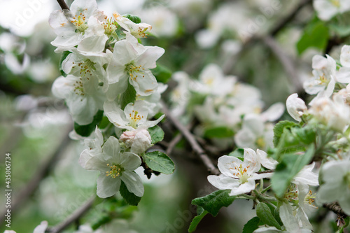 Blooming branches of apple tree close up in the garden