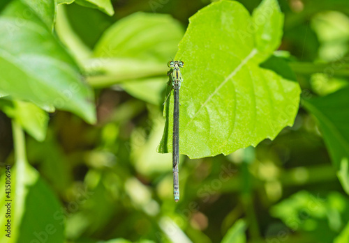 Closeup detail of small pincertail dragonfly on green leaf photo