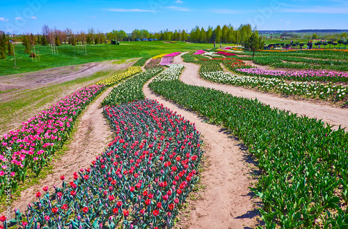 The winding tulip rows on a gentle hill photo