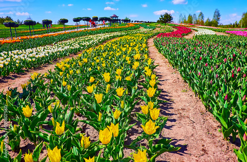 The spring tulip field photo