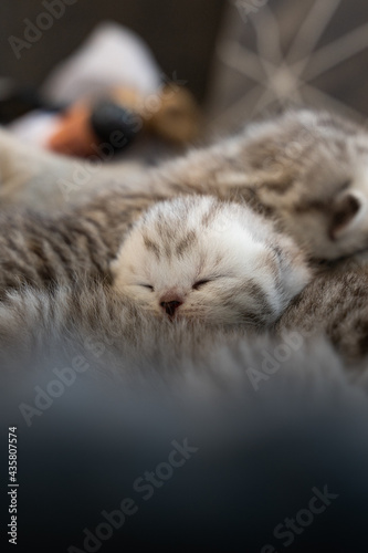 Vertical shot of a cute baby cat photo