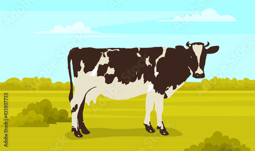 Cute white and black spotted cow on meadow with green grass. Farm animal with horns and udder. Cow in cartoon style walk on rural land. Charming domestic cattle vector character. Dairy products