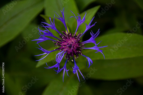 Purple flower, macro photography, green background