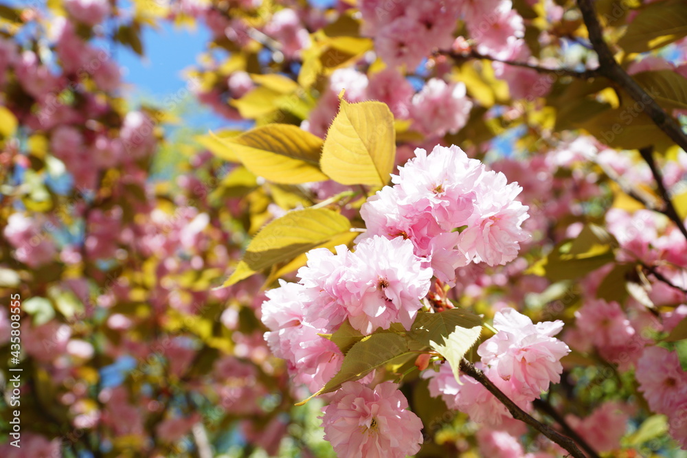 Spring blooming wallpaper. Pink flowers on the trees Spring blooming wallpaper. Pink flowers on the trees