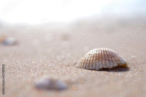 Shells in the sun on the beach sand