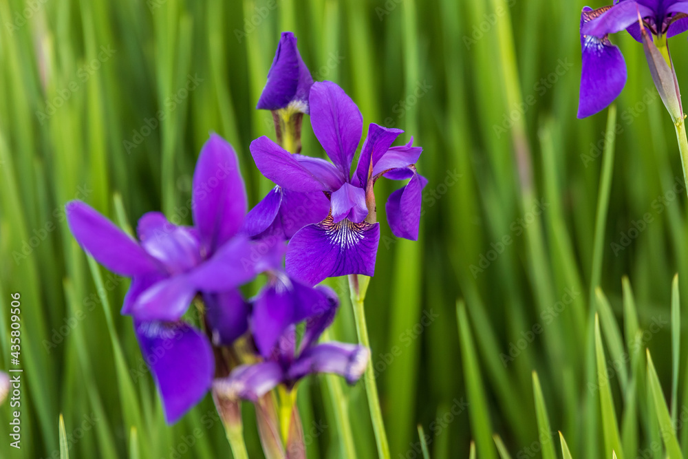 number of Japanese Iris blooms in the garden