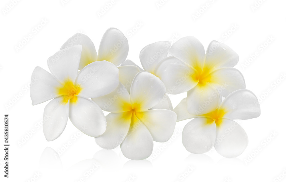 Obraz premium frangipani flower isolated white