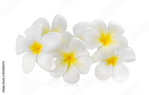 frangipani flower isolated white