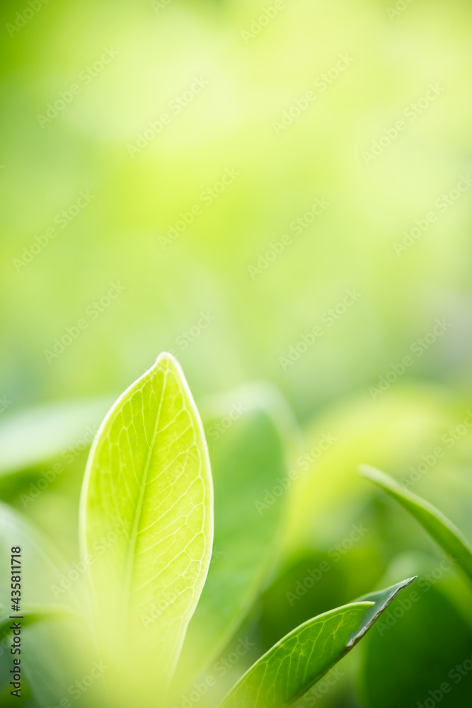 Amazing nature view of green leaf on blurred greenery background in garden and sunlight with copy space using as background natural green plants landscape, ecology, fresh wallpaper. Amazing nature view of green leaf on blurred greenery background in garden and sunlight with copy space using as background natural green plants landscape, ecology, fresh wallpaper.