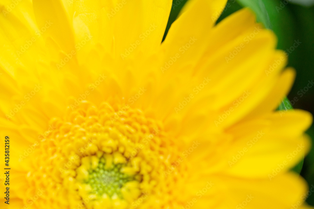 Blumen Blumen