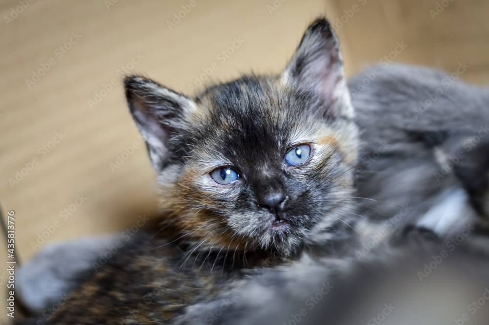 portrait of a striped and spotted one month old kitten with dark face and blue eyes, shallow depth focus