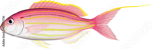 イトヨリダイ (Golden threadfin bream) 魚イラスト　ベクター