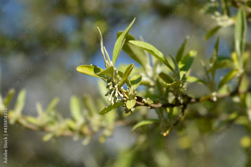 Obraz premium Autumn olive