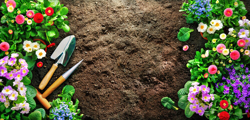 Planting spring flowers in the garden