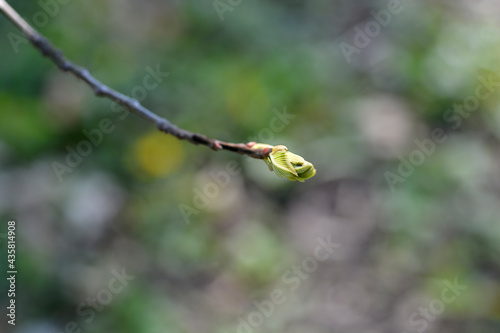 American chestnut © nahhan