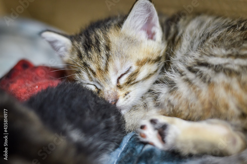 portrait of a striped one month old kitten sleeping beside its brothers in the box, shallow depth focus
