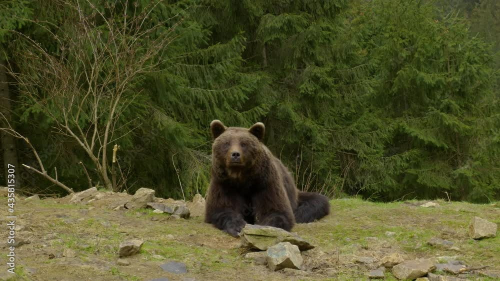 A big brown bear in the forest A big brown bear in the forest