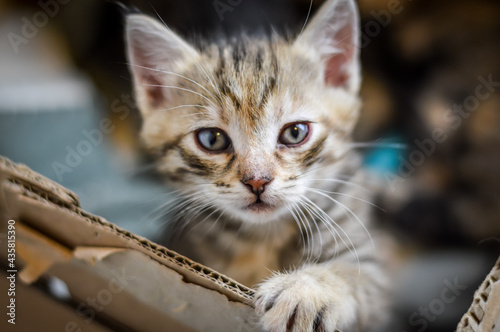 portrait of a one-month-old striped kitten with the paw on the edge of the cardboard box where he grew up, shallow depth focus 