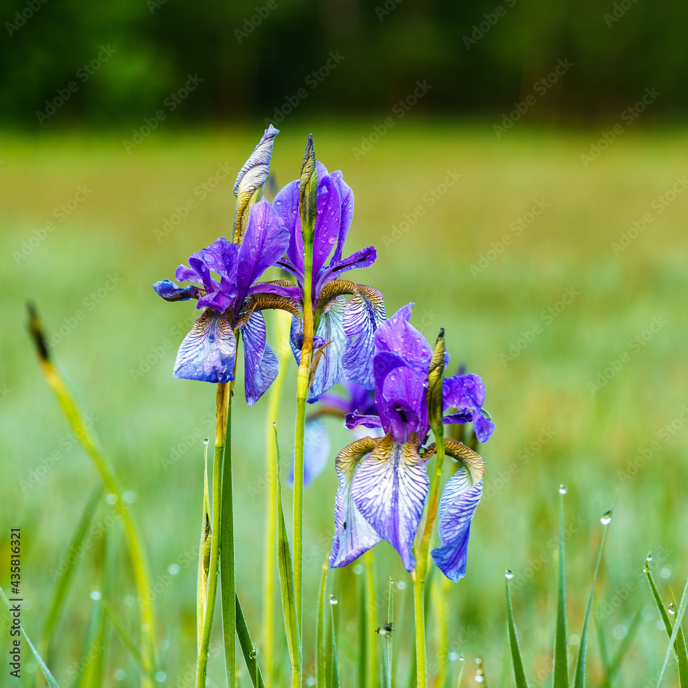 einzelne blaue Lilien, isolated Lilly, Blühendes Lilienfeld, blaue