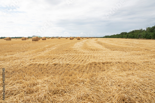 Golden field after harvesting with round straw rolls. Agriculture concept, harvest time