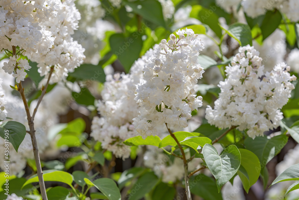 Lilac bush branches with green leaves and bright blossoming flowers Lilac bush branches with green leaves and bright blossoming flowers