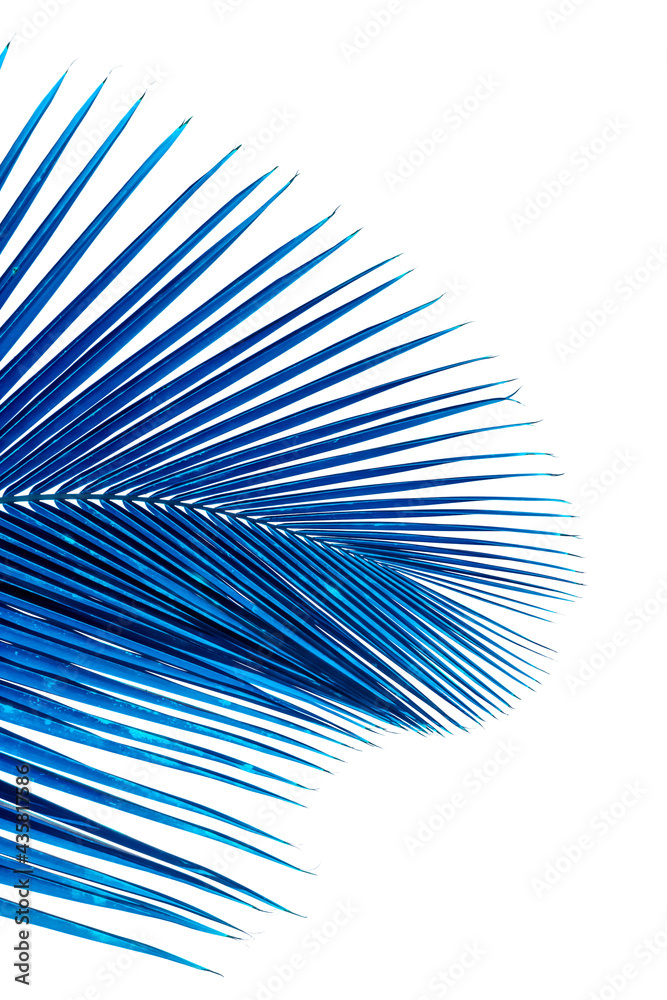 Obraz premium Palme bleue sur fond blanc