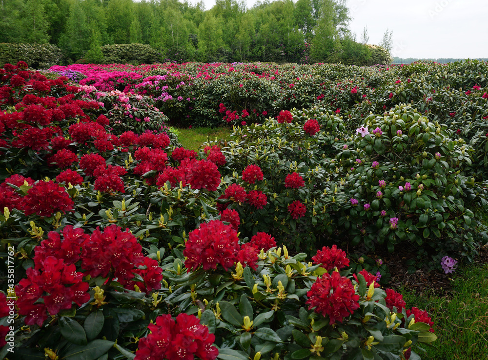 Red rhododendron bushes in the foreground. Pink ones in the background. Red rhododendron bushes in the foreground. Pink ones in the background.