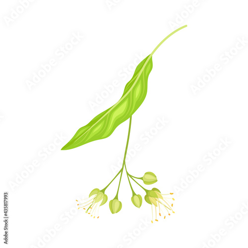 Linden or Tilia Specie with Pale Green Leaves and Fragrant Yellowish-white Flowers Closeup Vector Illustration