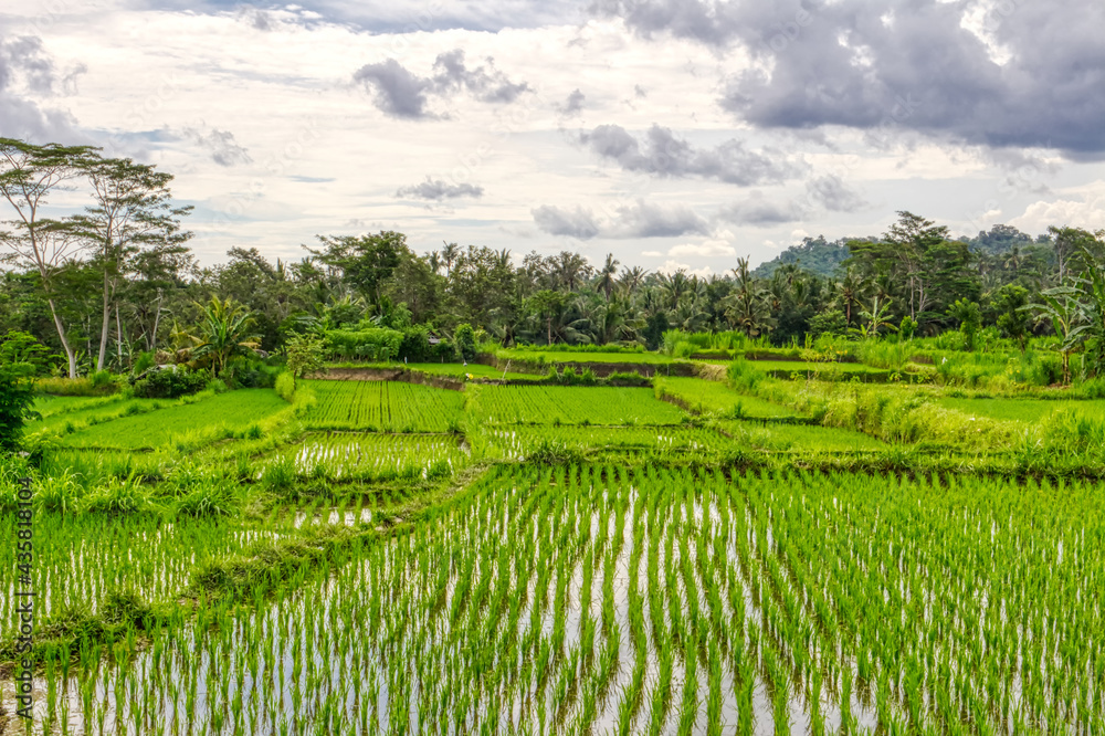Asian rice fields. Growing a crop in water. Indonesia. Village life Asian rice fields. Growing a crop in water. Indonesia. Village life