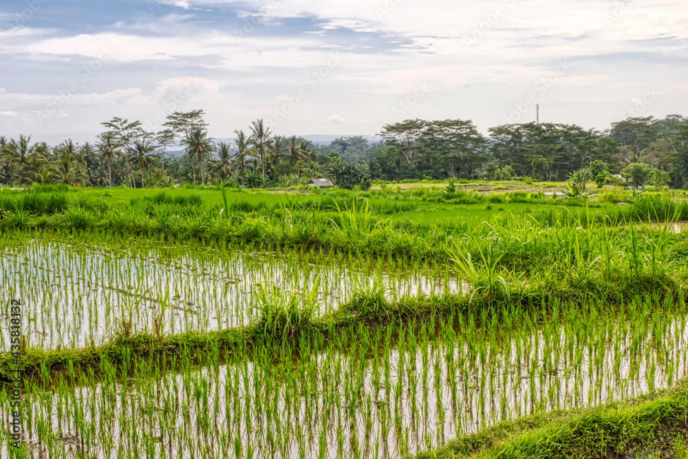 Asian rice fields. Growing a crop in water. Indonesia. Village life Asian rice fields. Growing a crop in water. Indonesia. Village life