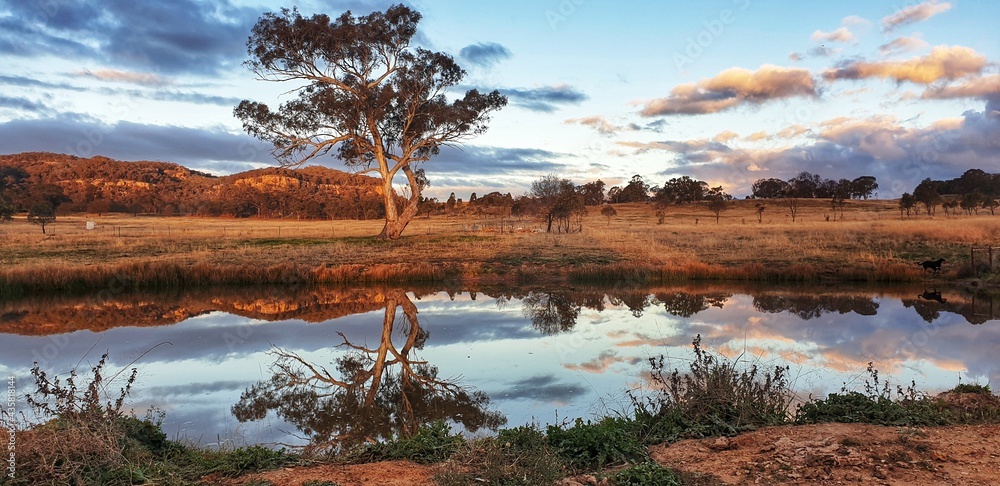 Australian country bush scene with large gum tree reflected in water - obrazy, fototapety, plakaty 
